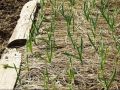 Укрытие озимого чеснока: необходимость и ошибки