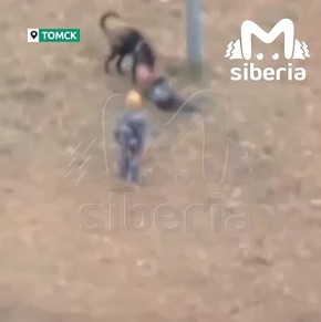 Собака напала на ребёнка в Томске