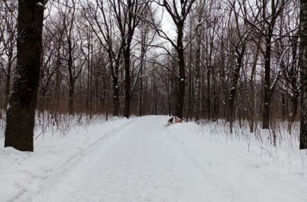 Как предсказать зиму: народные приметы и климатические прогнозы 2025 года
