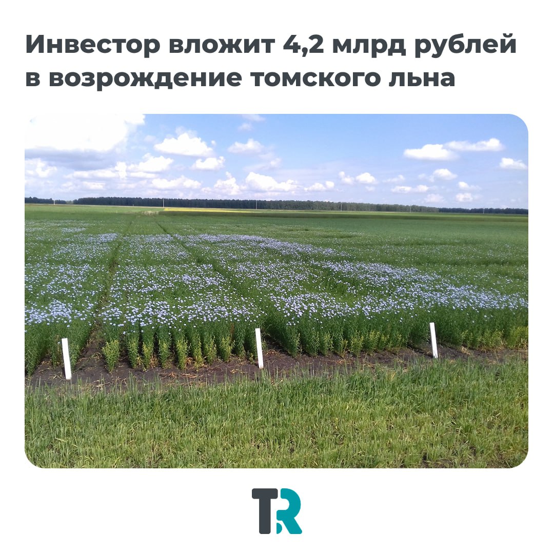 В Томской области возродят льняную отрасль