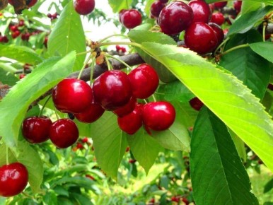 Как правильно обрезать черешню: секреты формирования кроны для щедрых урожая