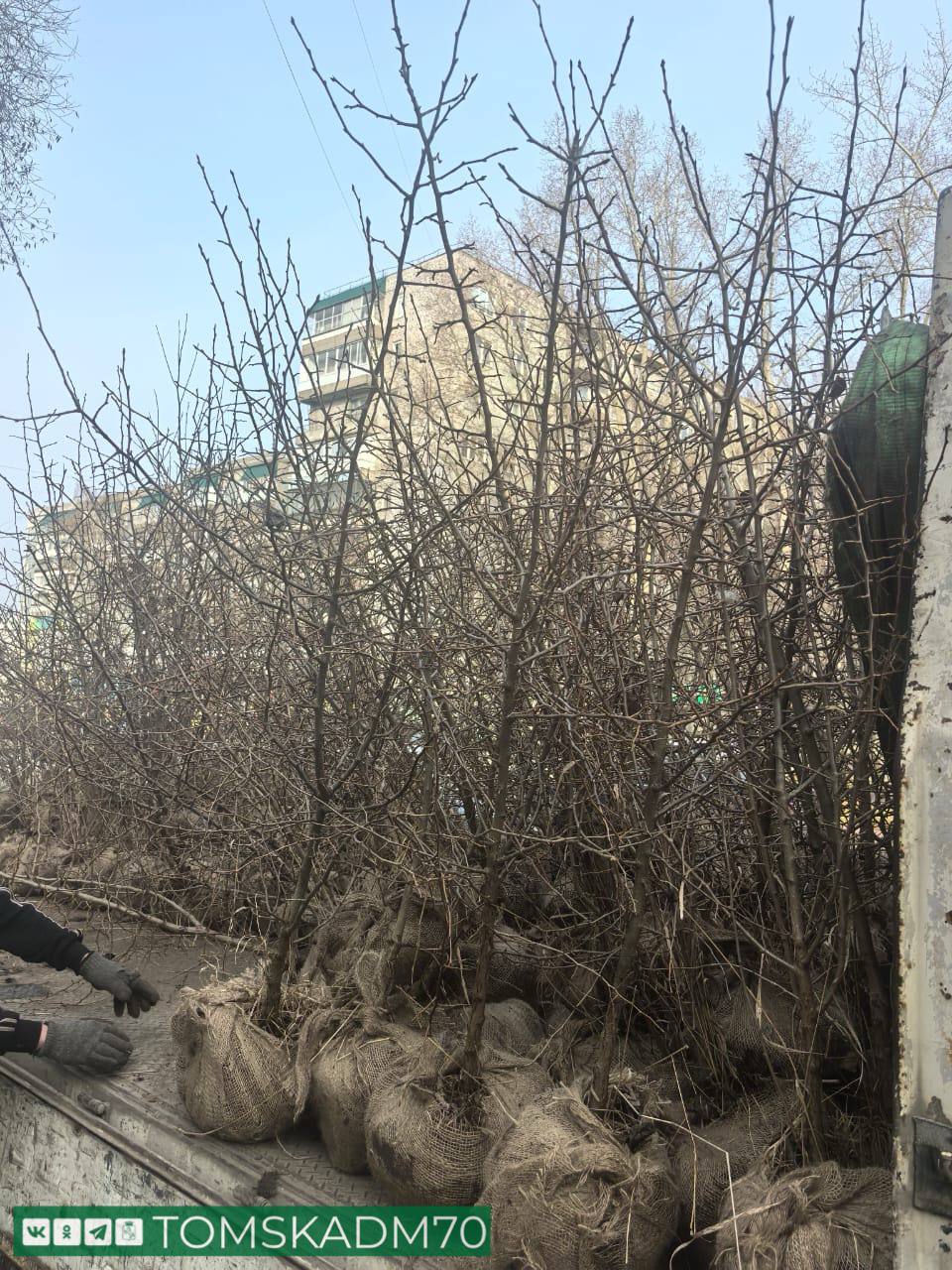 Уссурийские груши высадили на ул. Интернационалистов Уссурийские груши высадили на ул. Интернационалистов