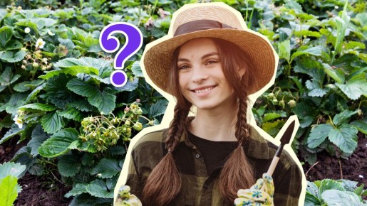 Сделайте вот что, пока созревает клубника: урожаю позавидуют соседки