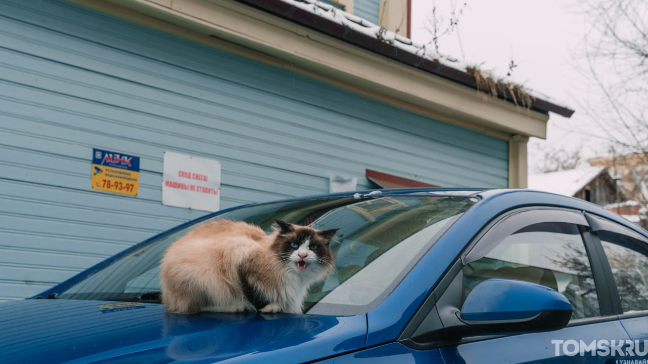 Доброе утро, Томск. Для кого-то утро началось с расчистки машины и осторожных шагов по гололеду, а кто-то увидел в этом первые нотки зимней сказки Доброе утро, Томск. Для кого-то утро началось с расчистки машины и осторожных шагов по гололеду, а кто-то увидел в этом первые нотки зимней сказки