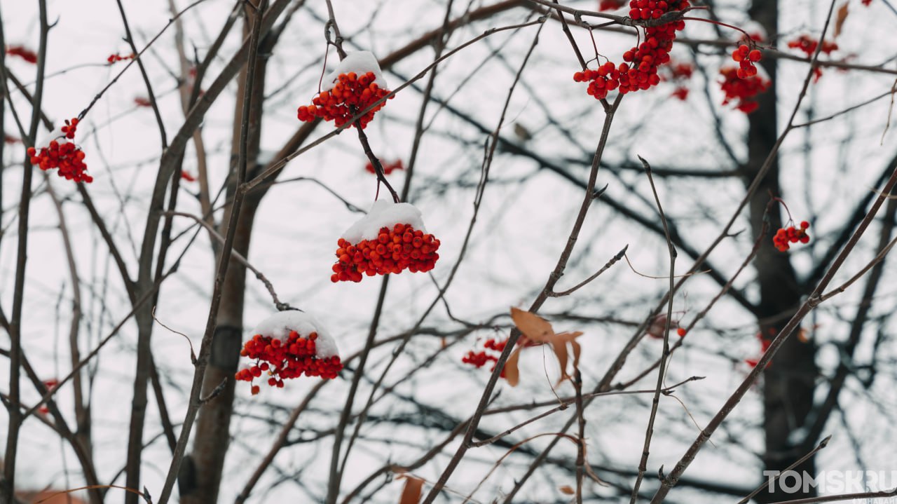Доброе утро, Томск. Для кого-то утро началось с расчистки машины и осторожных шагов по гололеду, а кто-то увидел в этом первые нотки зимней сказки Доброе утро, Томск. Для кого-то утро началось с расчистки машины и осторожных шагов по гололеду, а кто-то увидел в этом первые нотки зимней сказки