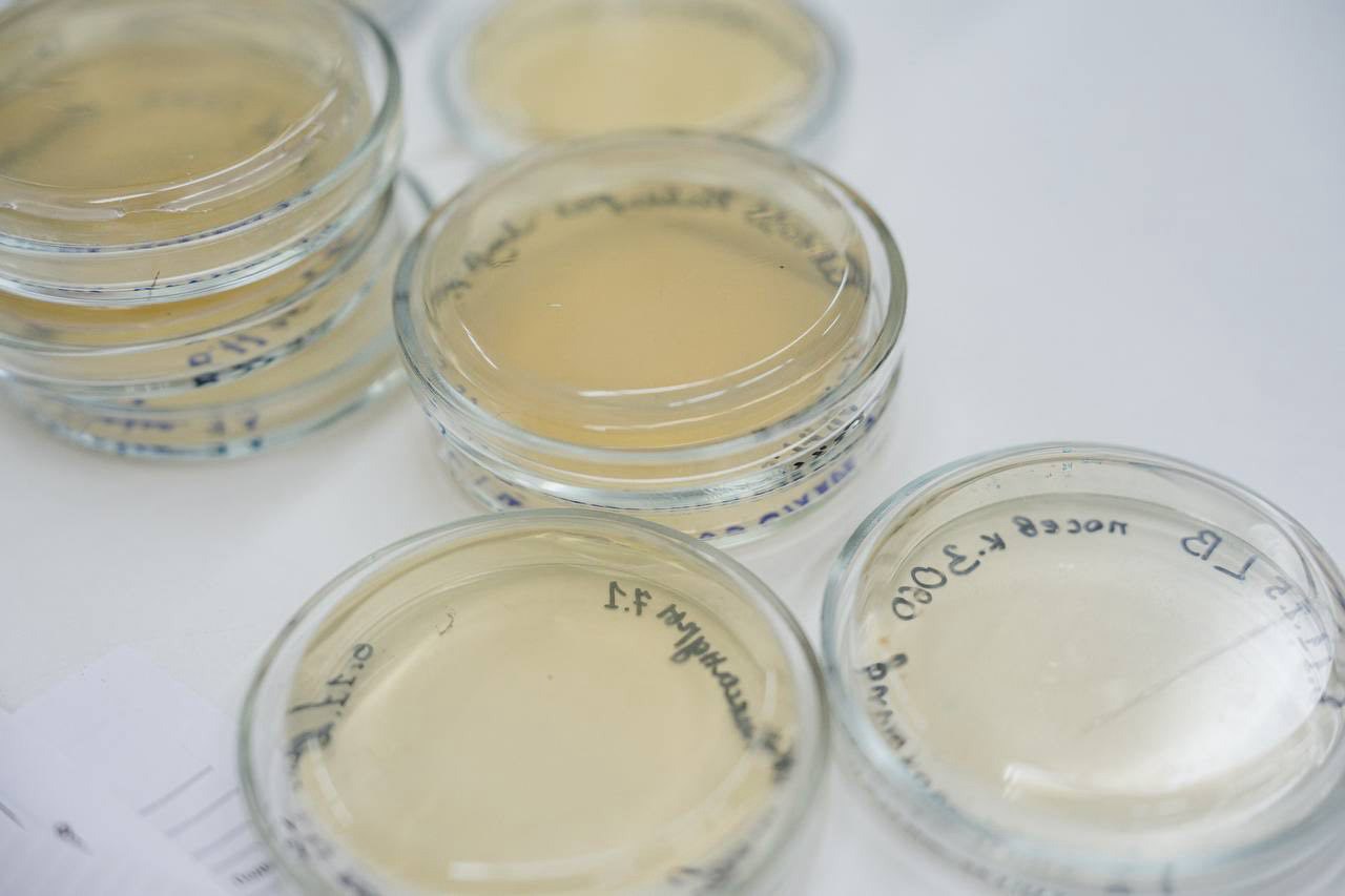 В школе «Перспектива» в Томске открыли новое пространство, где школьники будут изучать мир грибов В школе «Перспектива» в Томске открыли новое пространство, где школьники будут изучать мир грибов