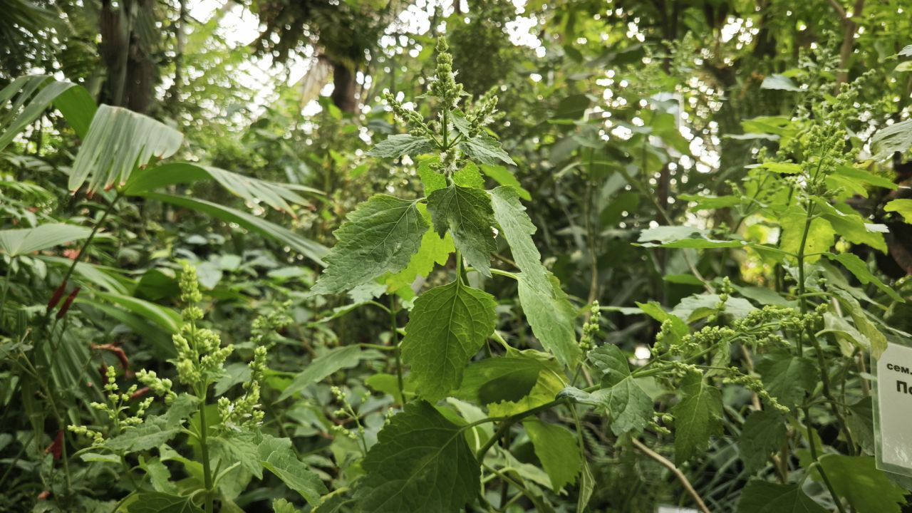 В Томске теперь можно послушать ароматы Средиземноморья В Томске теперь можно послушать ароматы Средиземноморья