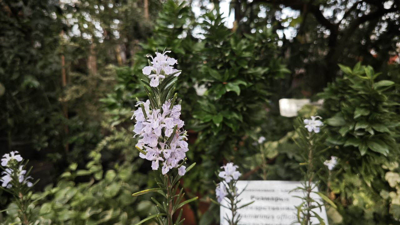 В Томске теперь можно послушать ароматы Средиземноморья В Томске теперь можно послушать ароматы Средиземноморья