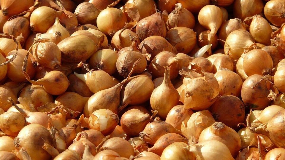 Удивительные секреты успешного урожая лука