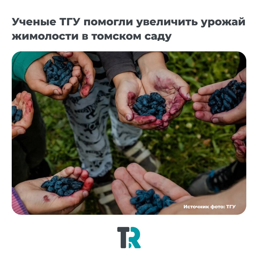 Подкормка жимолости от ученых