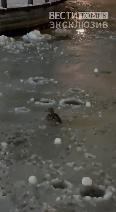 Трагедия на озере: травмированная уточка пропала из томского горсада