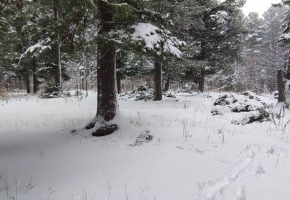 Томская межрайонная природоохранная прокуратура защитила от сплошных рубок леса Бакчарского и Зырянского районов