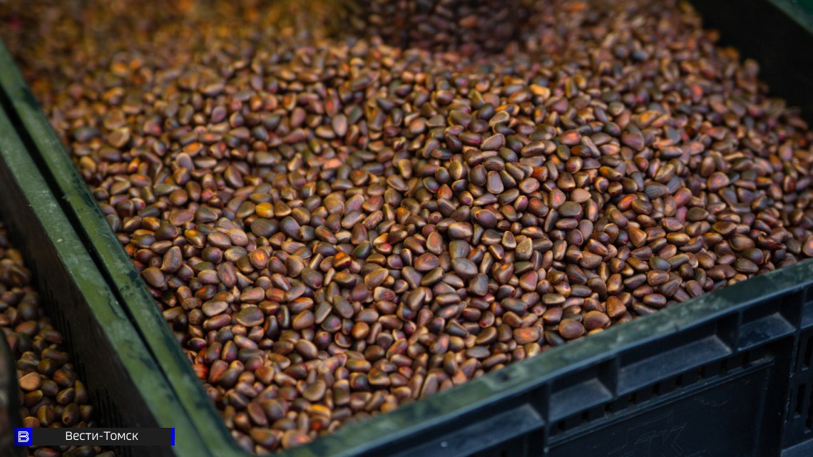 Экспорт кедрового ореха из Томской области в Китай вырос более чем на 1900%