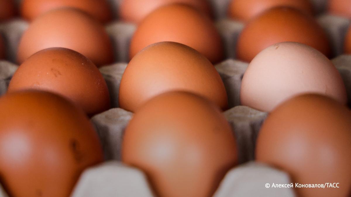 Крупнейшая птицефабрика Томской области «Томская» к 2027 году увеличит объем производства яиц на 60%, до 170 млн штук в год