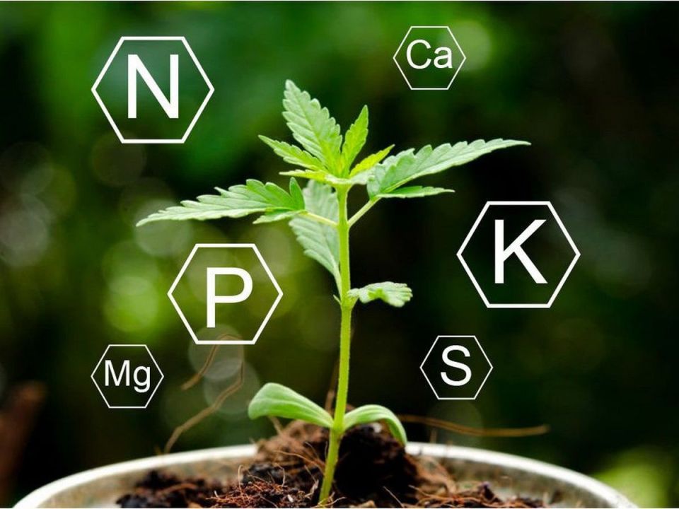 Сигналы растений: как понять, что вашим цветам нужна помощь
