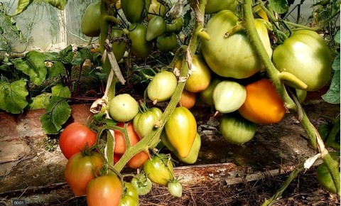 Томатный миф: что действительно стоит класть в лунку при посадке?