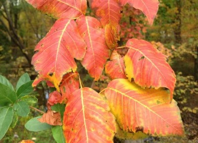 Лечение ожогов от ядовитого плюща