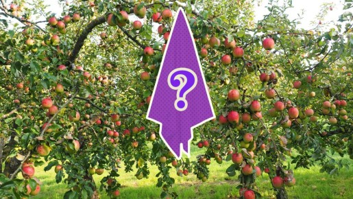 Грызуны и муравьи не приблизятся к вашей даче: повяжите на деревья особые тряпки