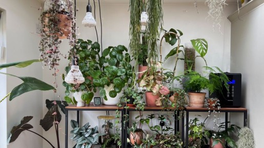 Идеальная подкормка для комнатных цветов: выпустят кучу бутонов и пойдут в рост