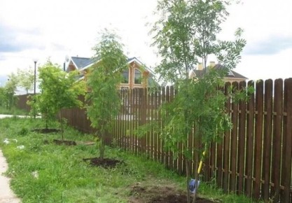 Как справиться с соседями, которые сажают деревья слишком близко к вашему участку?