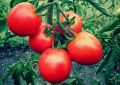 Август и сентябрь – время собирать урожай помидоров с помощью хитрого удобрения