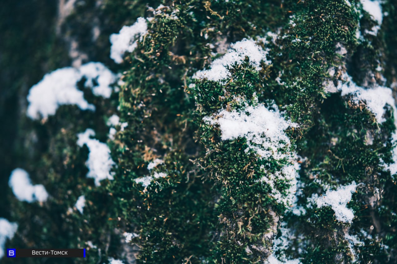 Томск погрузился в хрустальную сказку - фоторепортаж Томск погрузился в хрустальную сказку - фоторепортаж