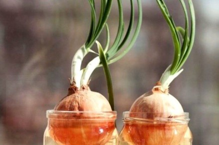 Лук на подоконнике: как вырастить крепкие и вкусные пера без ошибок