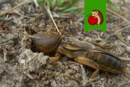 Эффективные ловушки для борьбы с нежелательными насекомыми на огороде