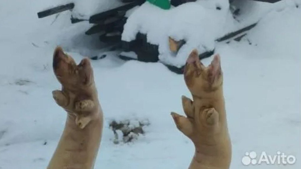 Еще один шанс на удачу: томич опять продает волшебную свиную ногу за миллион