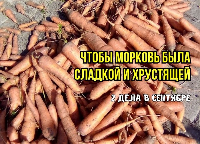 Увеличиваем сладость и хруст моркови в сентябре: простые рекомендации