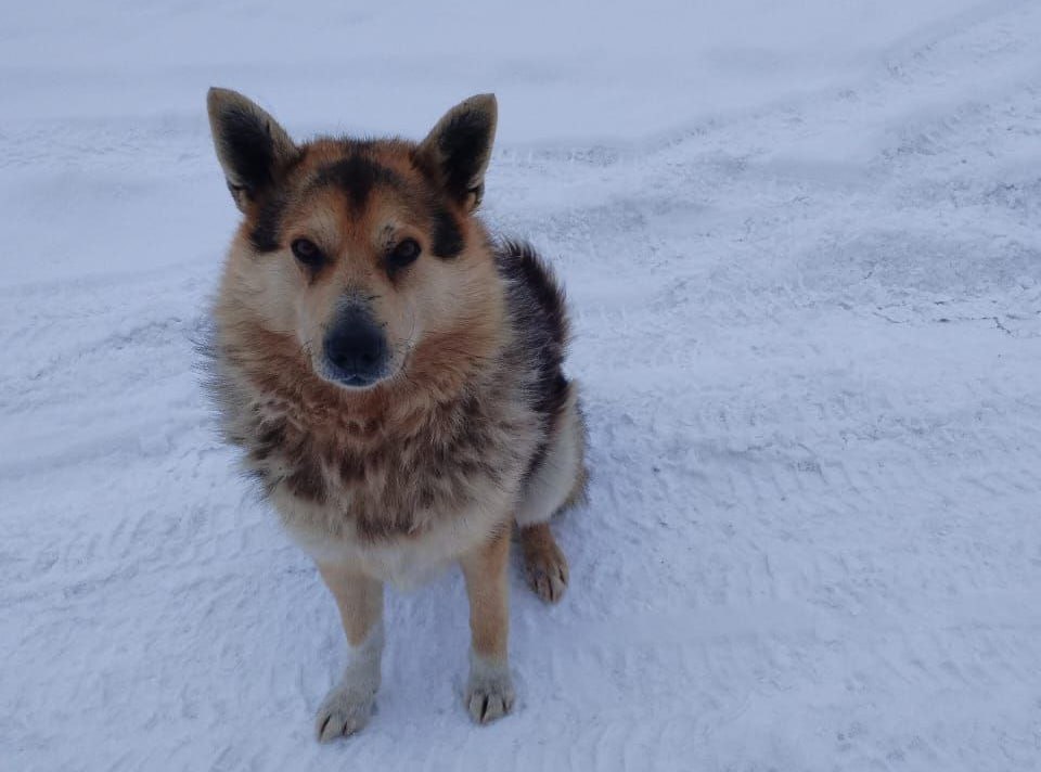 Благодаря прокуратуре Александровского района Томской области пострадавший от укуса бродячей собаки ребенок получит компенсацию морального вреда