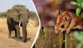 Правда о страхе слонов перед мышами: миф или реальность?
