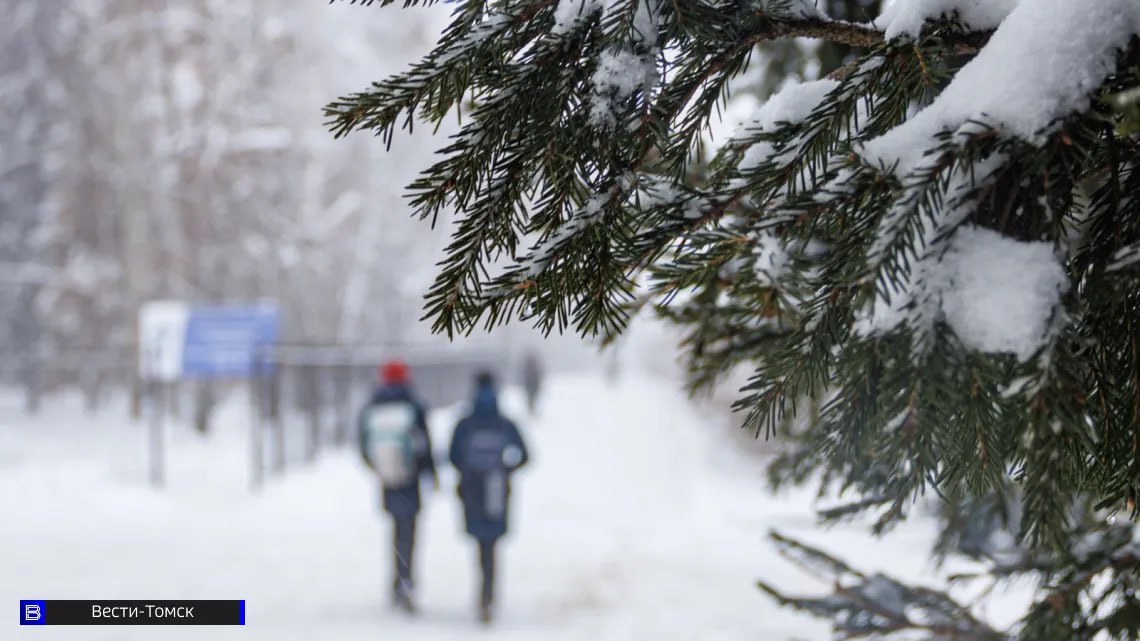 Как выбрать настоящую елку: советы томичам