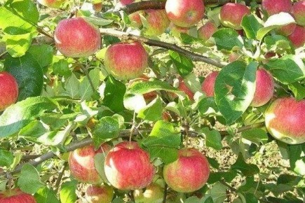 Сорт Рождественское: Как вырастить идеальные яблоки для вашего сада