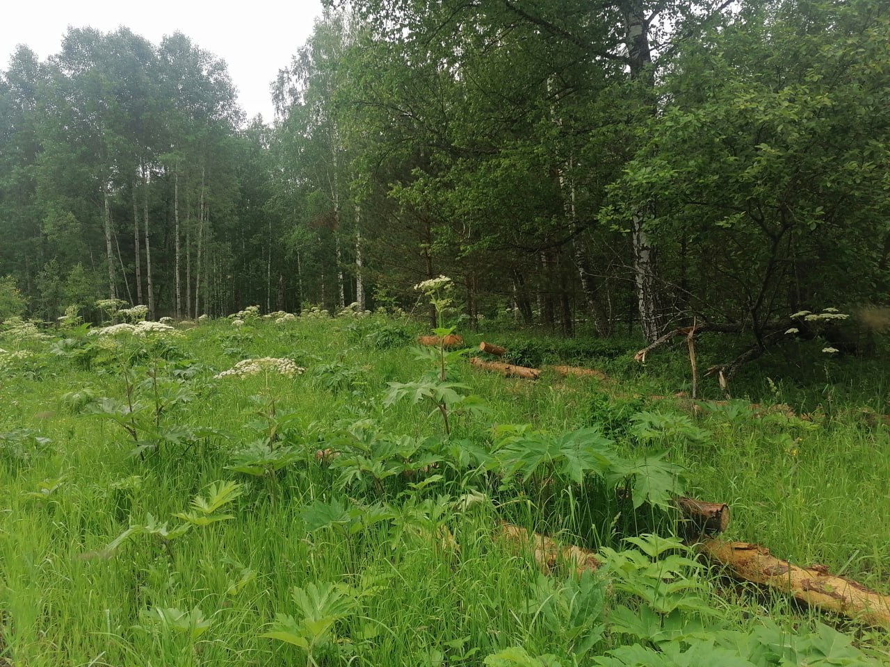 1234 В Первомайском районе Томской области вынесен приговор по уголовному делу о незаконной рубке леса на сумму около 1 млн рублей 1234 В Первомайском районе Томской области вынесен приговор по уголовному делу о незаконной рубке леса на сумму около 1 млн рублей