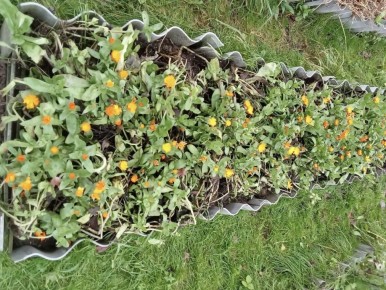 Теплая грядка: новый подход к удобрению для усиленного урожая