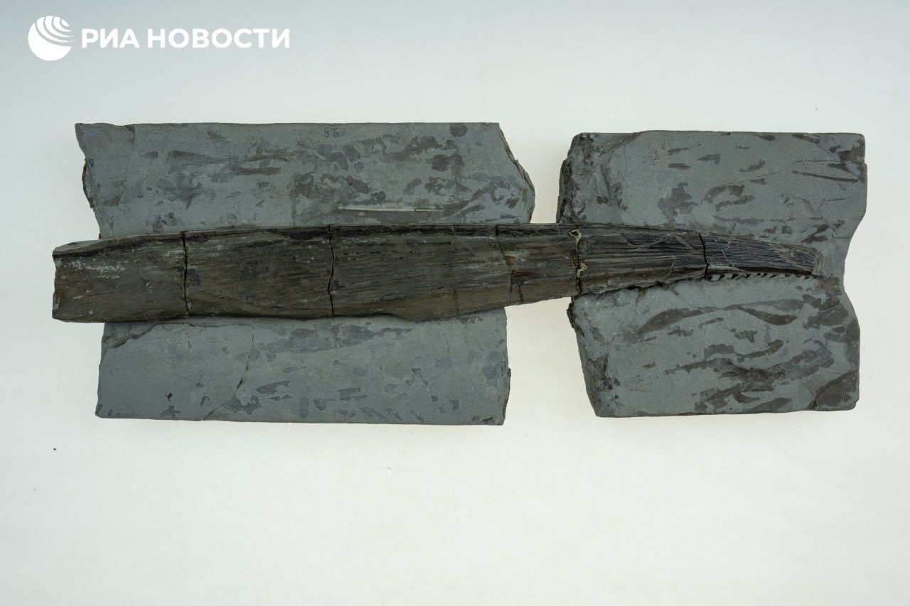 Сотрудники палеонтологического музея Томского госуниверситета во время проведения экспертизы экспонатов нашли уникальный образец - часть плавника древней акулы ктенаканта, которая жила на Земле 400-200 миллионов лет назад Сотрудники палеонтологического музея Томского госуниверситета во время проведения экспертизы экспонатов нашли уникальный образец - часть плавника древней акулы ктенаканта, которая жила на Земле 400-200 миллионов лет назад