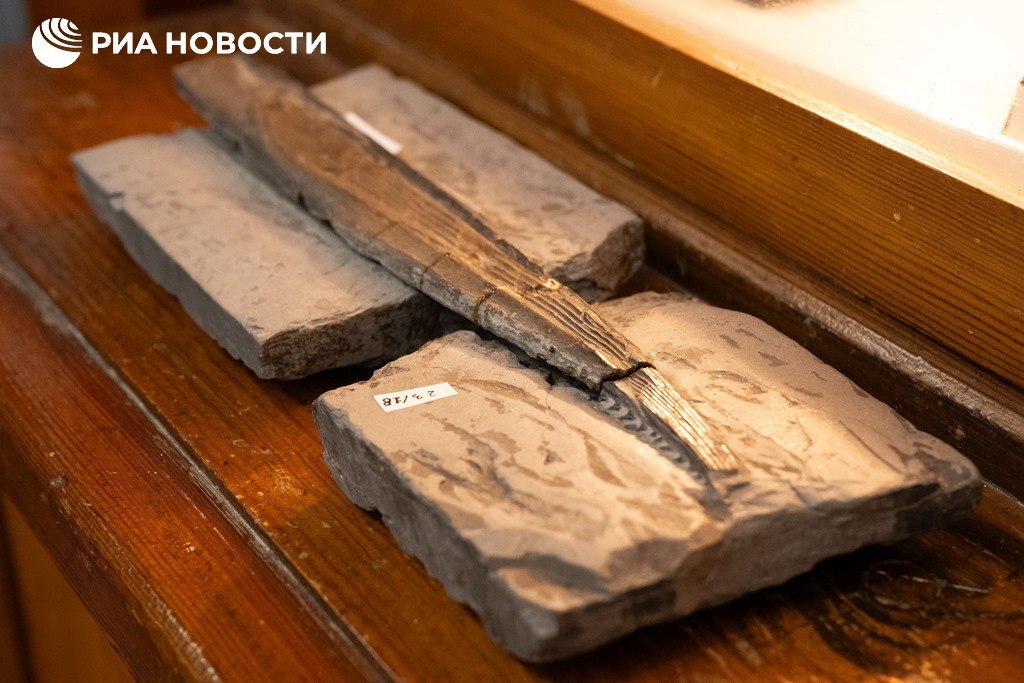Сотрудники палеонтологического музея Томского госуниверситета во время проведения экспертизы экспонатов нашли уникальный образец - часть плавника древней акулы ктенаканта, которая жила на Земле 400-200 миллионов лет назад
