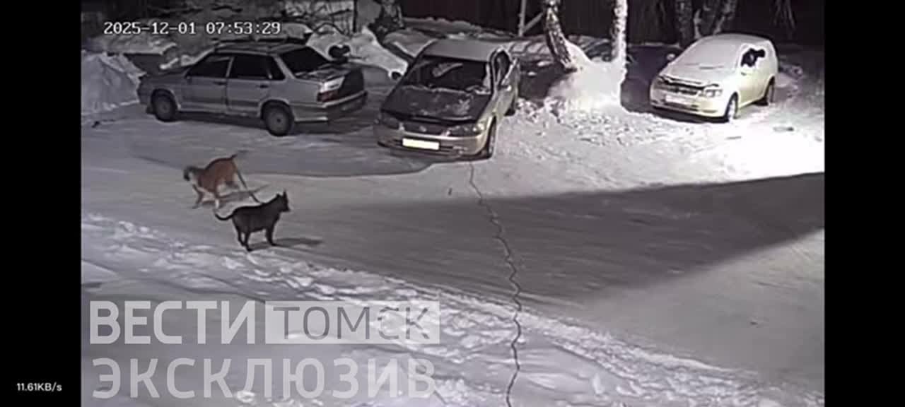 Отчаянные крики: бойцовская собака три года держит в страхе жителей в Томском районе