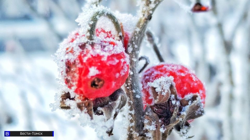 В Томскую область придут морозы до -43°С