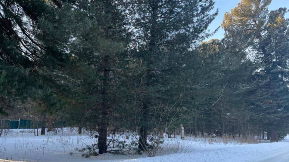 Прокуратура добилась возращения томского кедрача в госсобственность