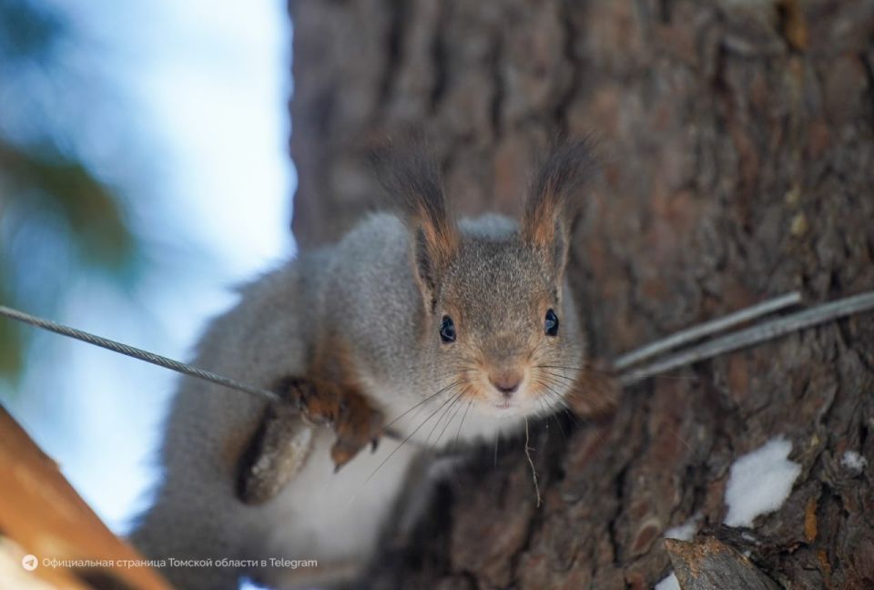 ������ ����, ������� �������