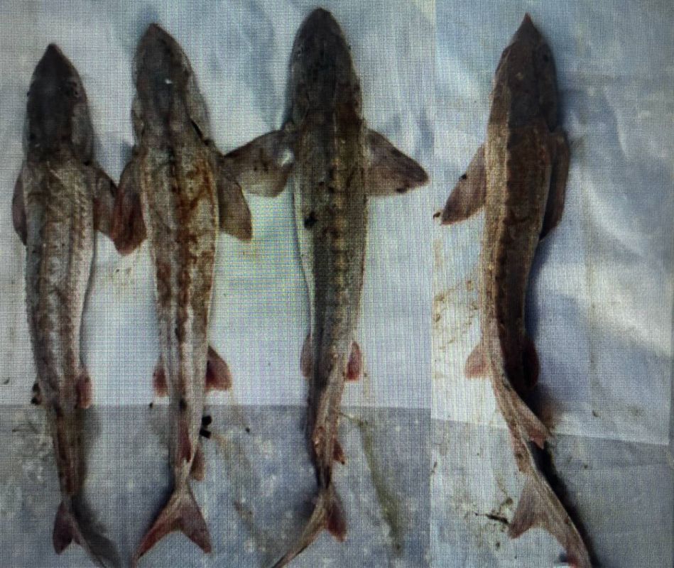 ������ � ��������� ����� �������� ���������� � 2 ��� ������