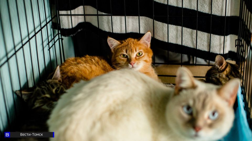 ������� �� ������ �������� ������������ ��������� ��� ��������