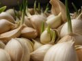 Чеснок, прорастающий осенью: секреты успешного урожая на ваших грядках