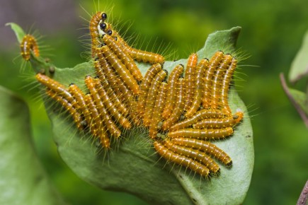 Как выбрать инсектициды: советы для современного садовода
