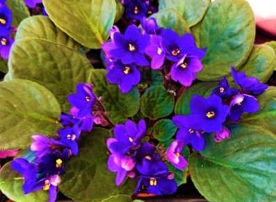 Цветы, которые расцветают даже в тени: список любимых комнатных растений