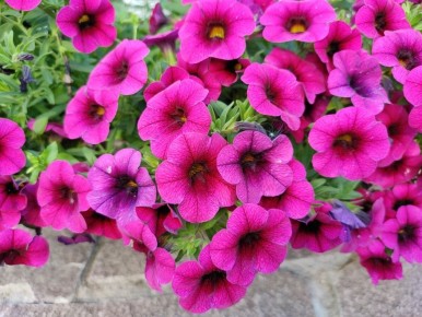 Почему посев петунии в декабре — это выигрышный ход для каждого садовода