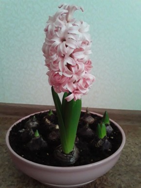 Как ошибочные покупки превращаются в уроки для садоводов