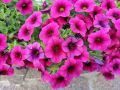 Почему посев петунии в декабре — это выигрышный ход для каждого садовода